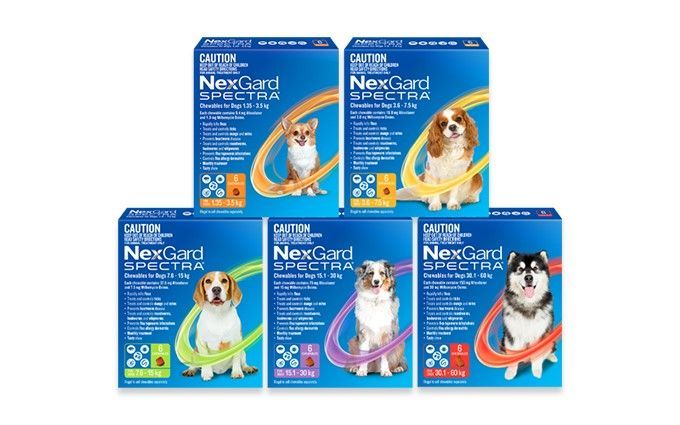 Nexgard Spectra For Dogs - Wauchope Rural Centre, Wauchope NSW