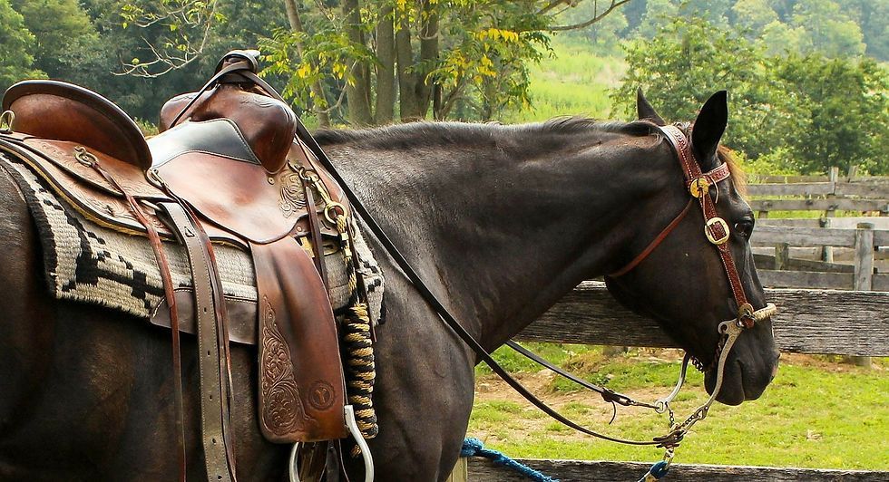 A Horse With A Saddle And Bridle Is Standing In A Field — Wauchope Rural Centre In Wauchope, NSW