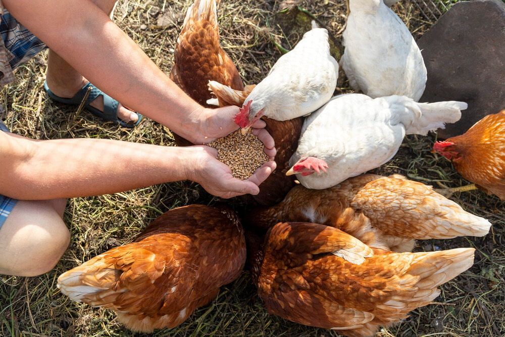 A Group Of Chickens Are Eating From A Person's Hands — Wauchope Rural Centre In Wauchope, NSW