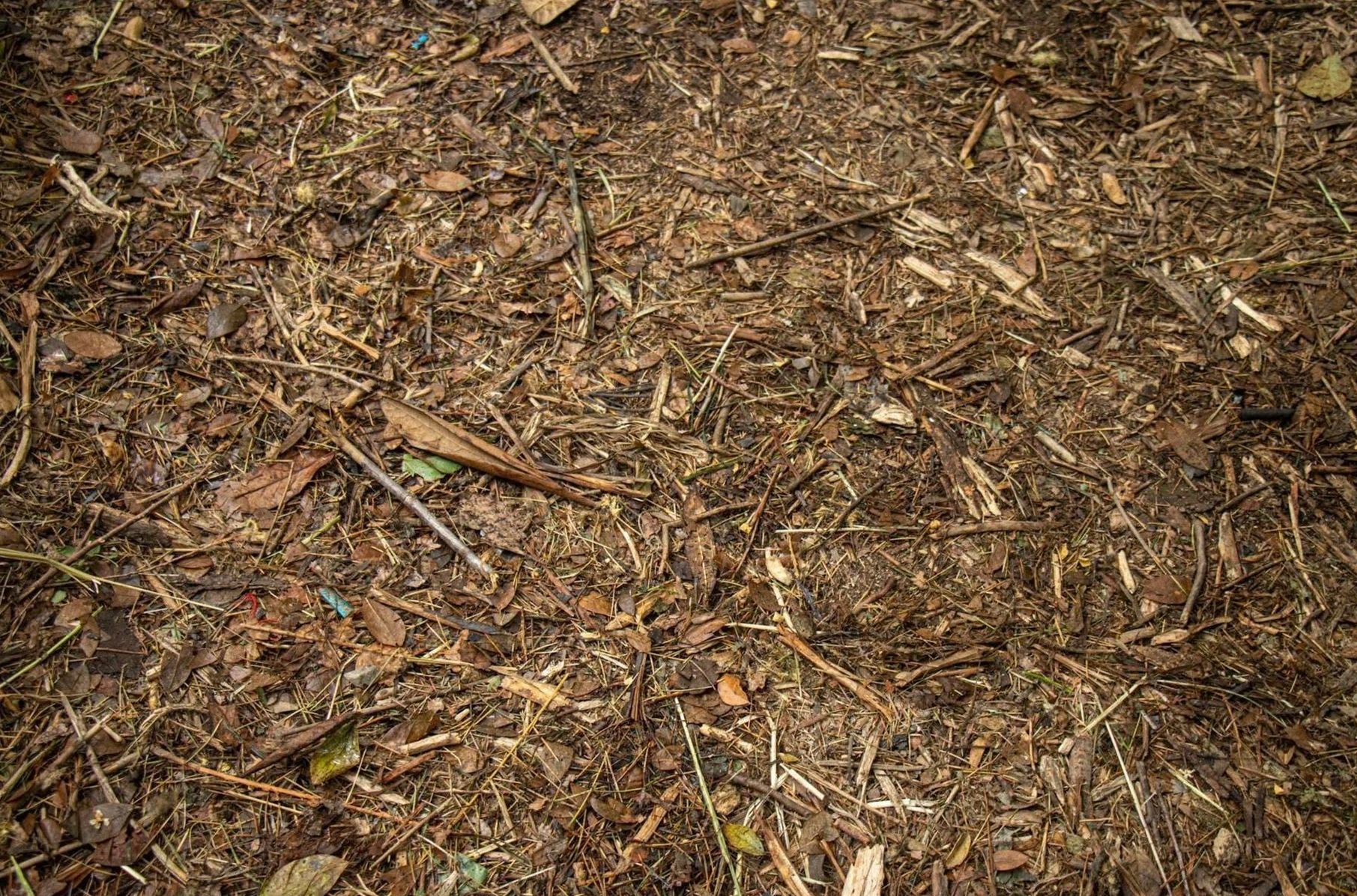 Dry brown forest floor covered with twigs, leaves, and mulch