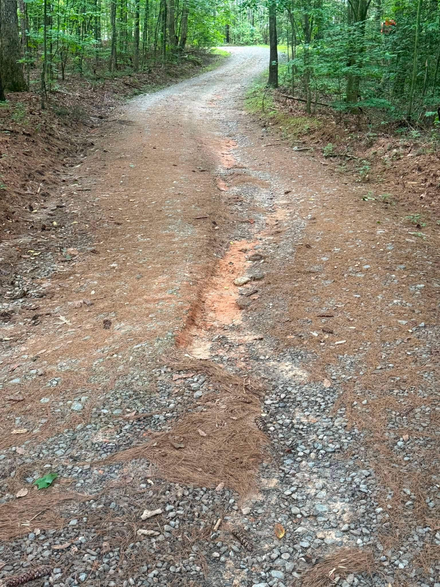 Wooded dirt trail with gravel and an eroded rut curving uphill
