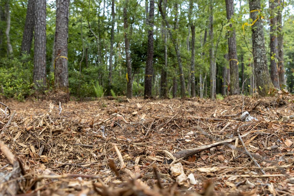 Forest floor covered in wood chips and fallen branches beneath tall green trees