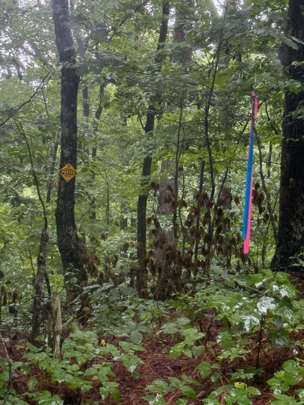 Dense green forest with a yellow trail sign and a pink-blue ribbon marking a path