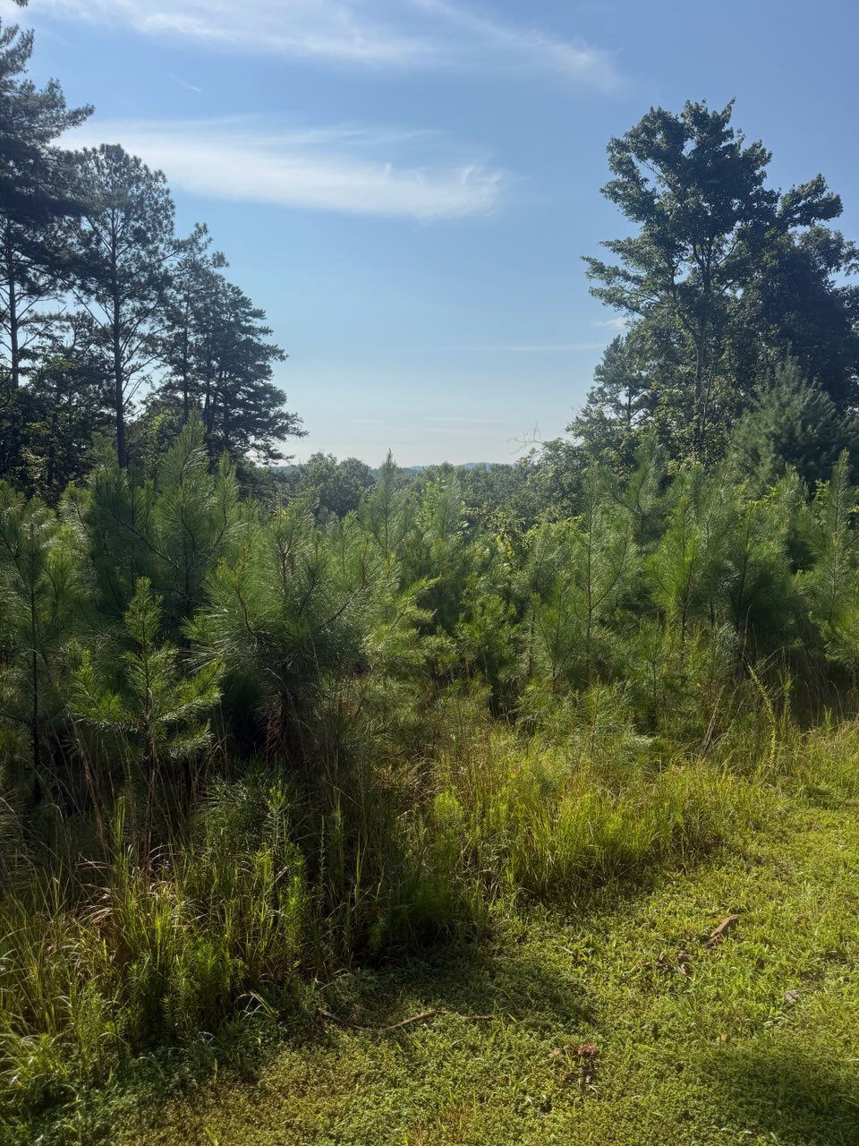 Sunny forest clearing with young pines, tall trees, and a blue sky with wispy clouds