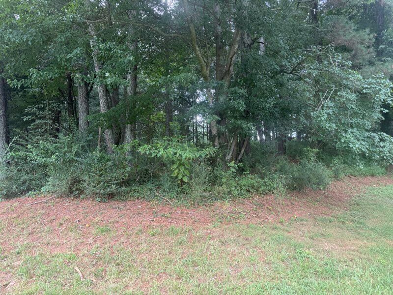 Dense green trees and shrubs bordering a grassy clearing with leaf-covered ground