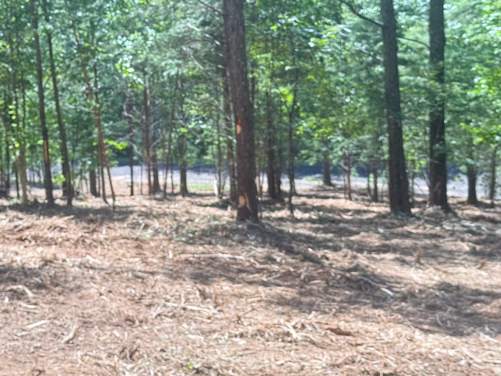 Sparse pine forest with dry ground and sunlight filtering through the trees