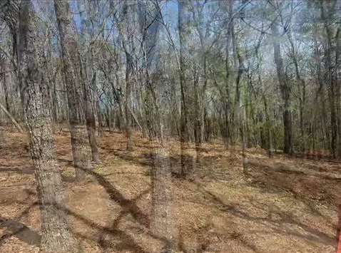 Leafless forest with tall trees and a sunlit dirt trail in early spring
