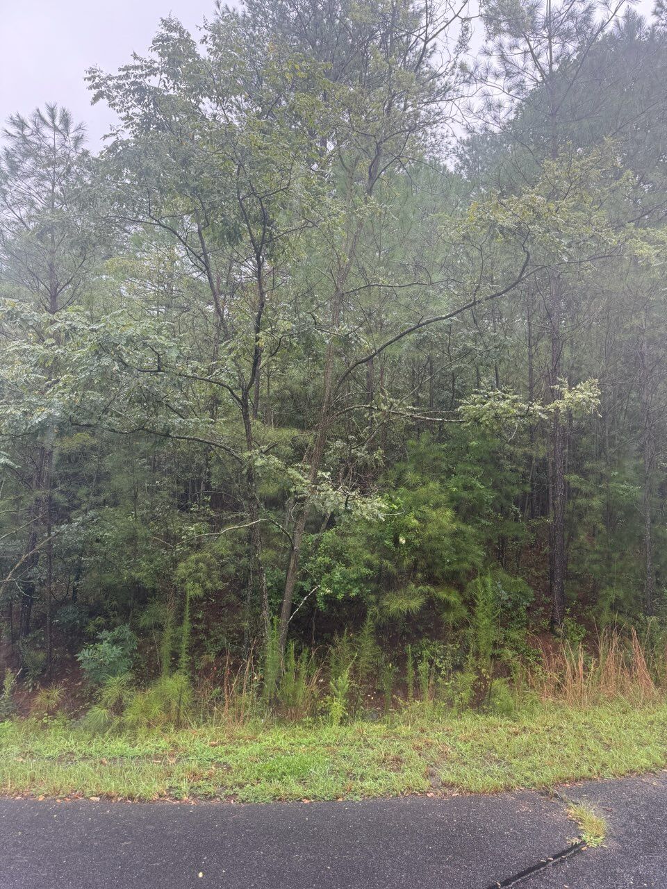 Dense green trees and bushes beside a wet roadside under a misty sky