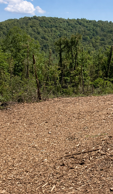 Wooded hillside beyond a clearing covered in wood chips under a blue sky