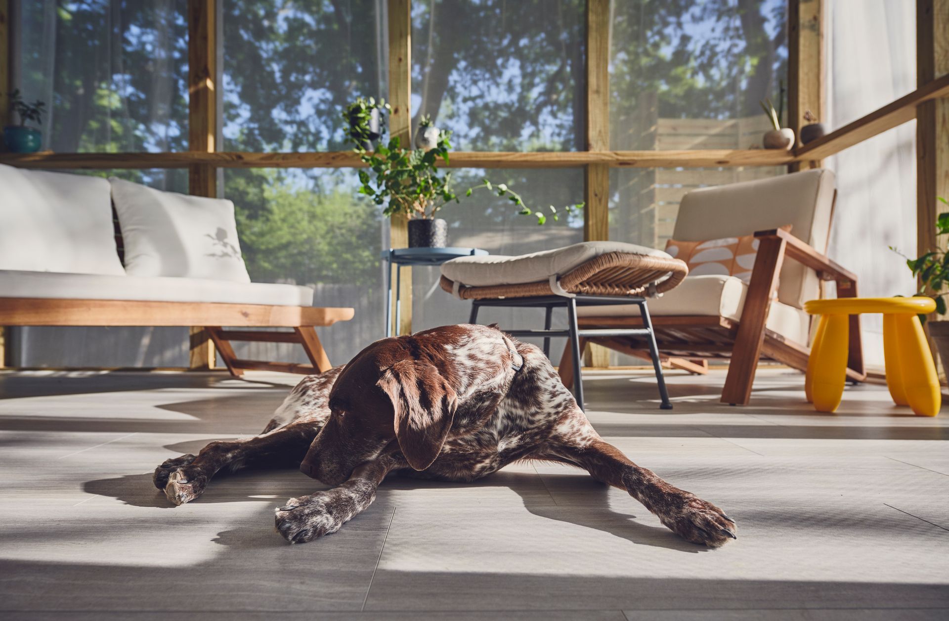 Dog lying on a sunlit floor in a modern living room, with a sofa, chair, and plants behind it.