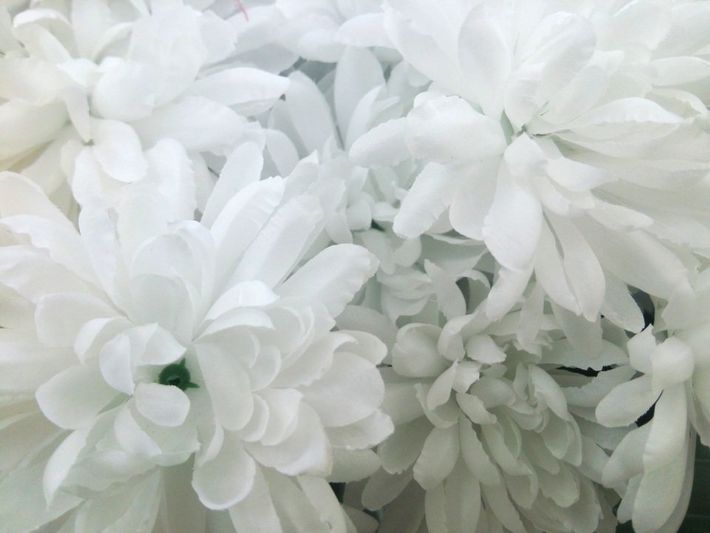 Fiori di crisantemo bianco in una composizione floreale ravvicinata
