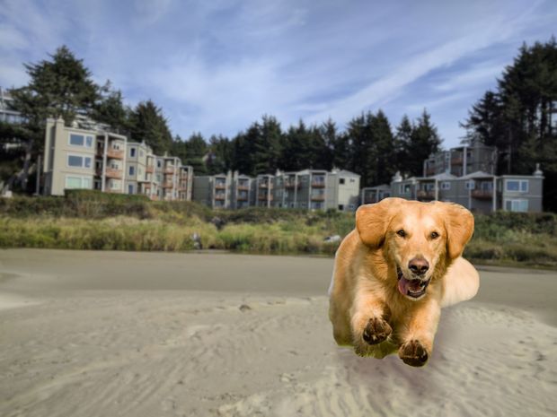 dog running on beach