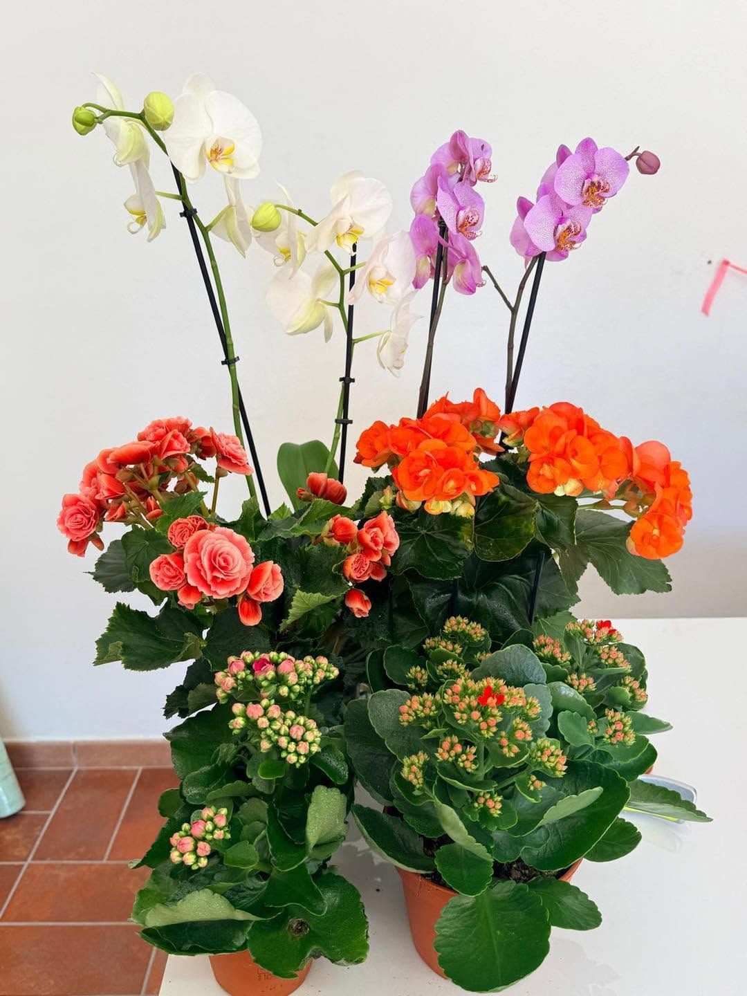 Orchidee in vaso e piante fiorite bianche, rosa, rosse e arancioni su un pavimento piastrellato.