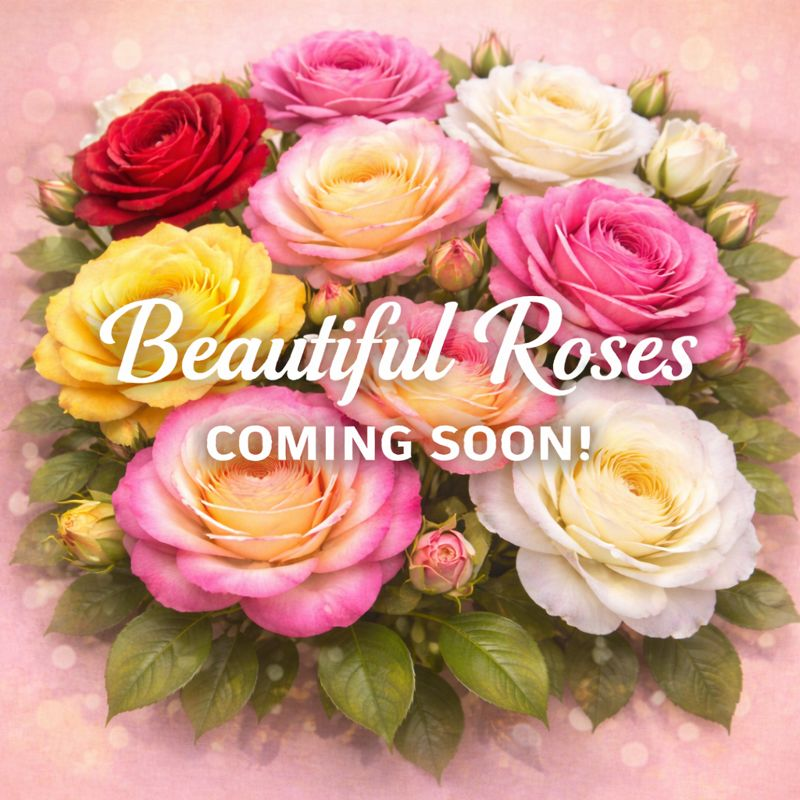 Picture of Bi-color and Novelty Roses