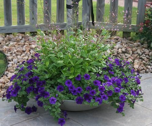 A white planter filled with purple petunias spilling over the sides and green foliage.