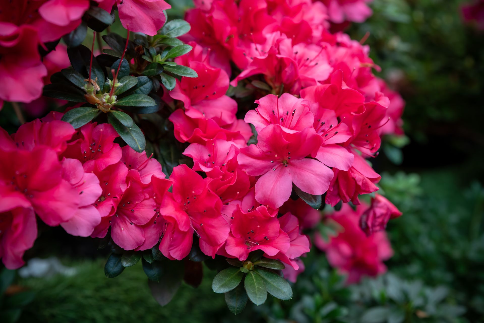 Up close view of a watermelon red evergreen spring blooming Azalea.