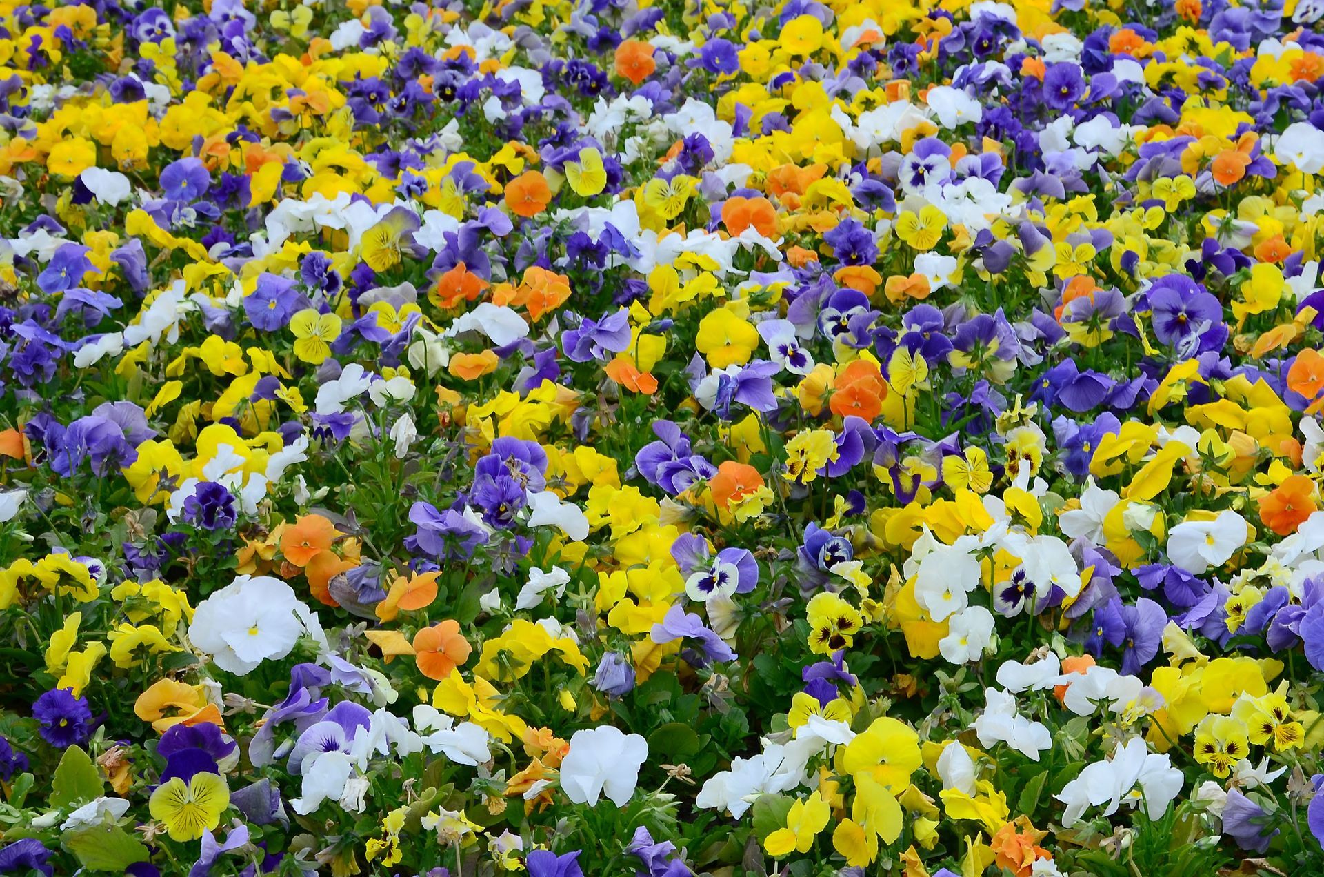 Pansies in a multitude of colors