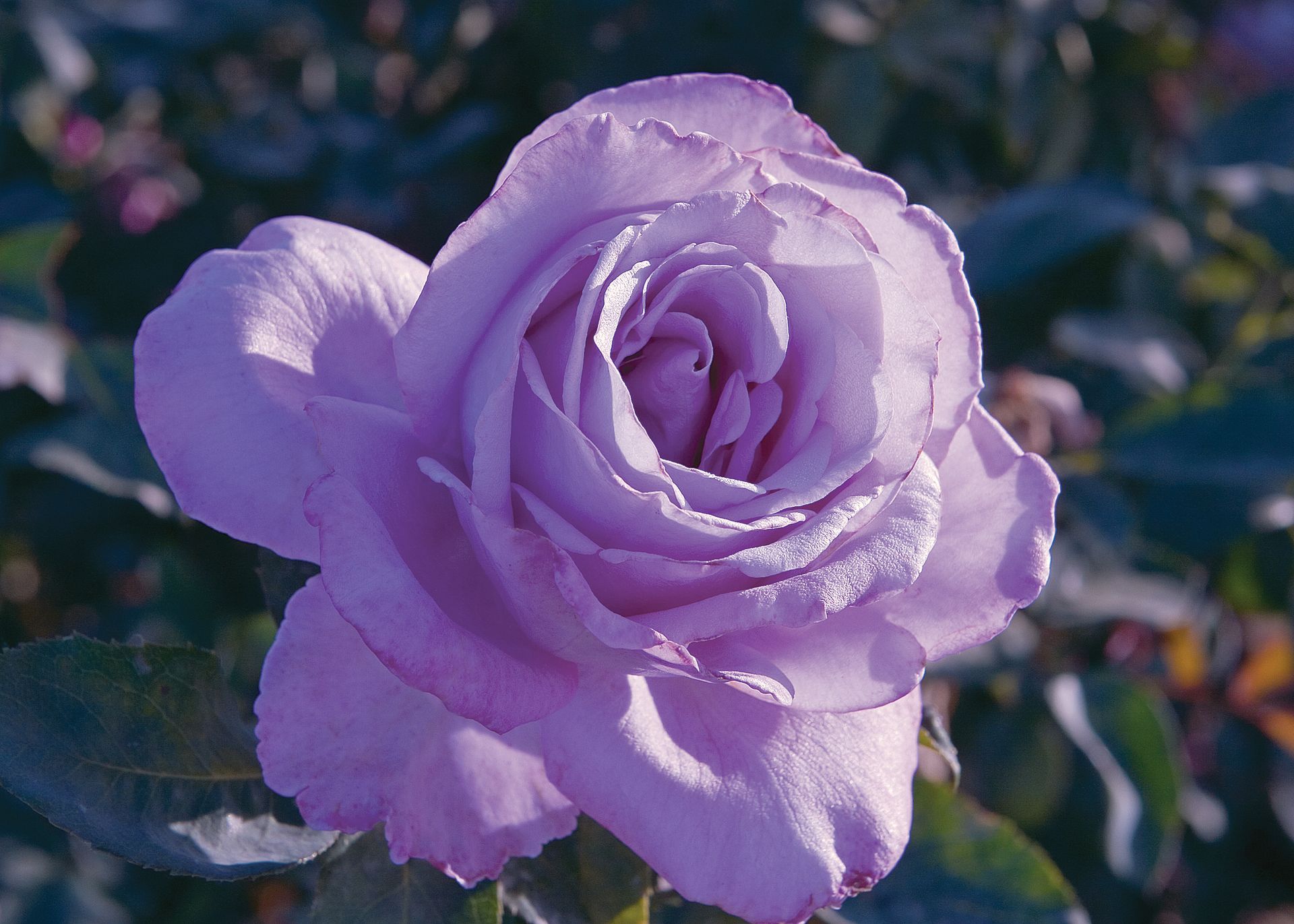 Blue Girl Rose Bloom