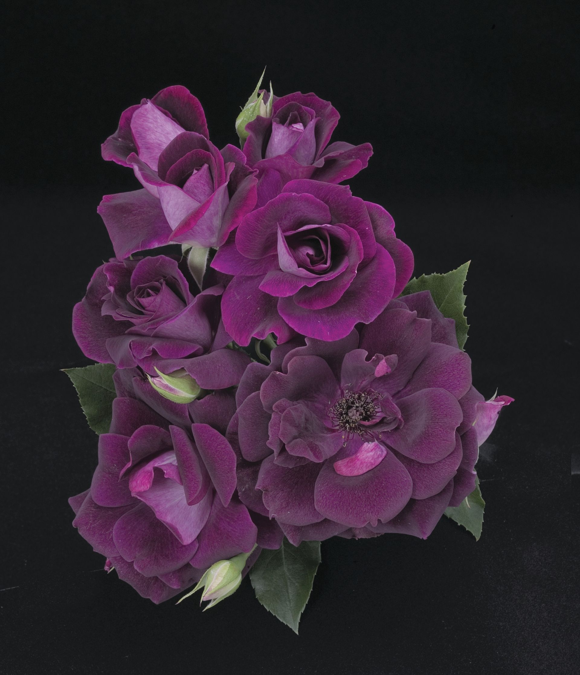 Links to a page with more information on the burgundy iceburgl rose