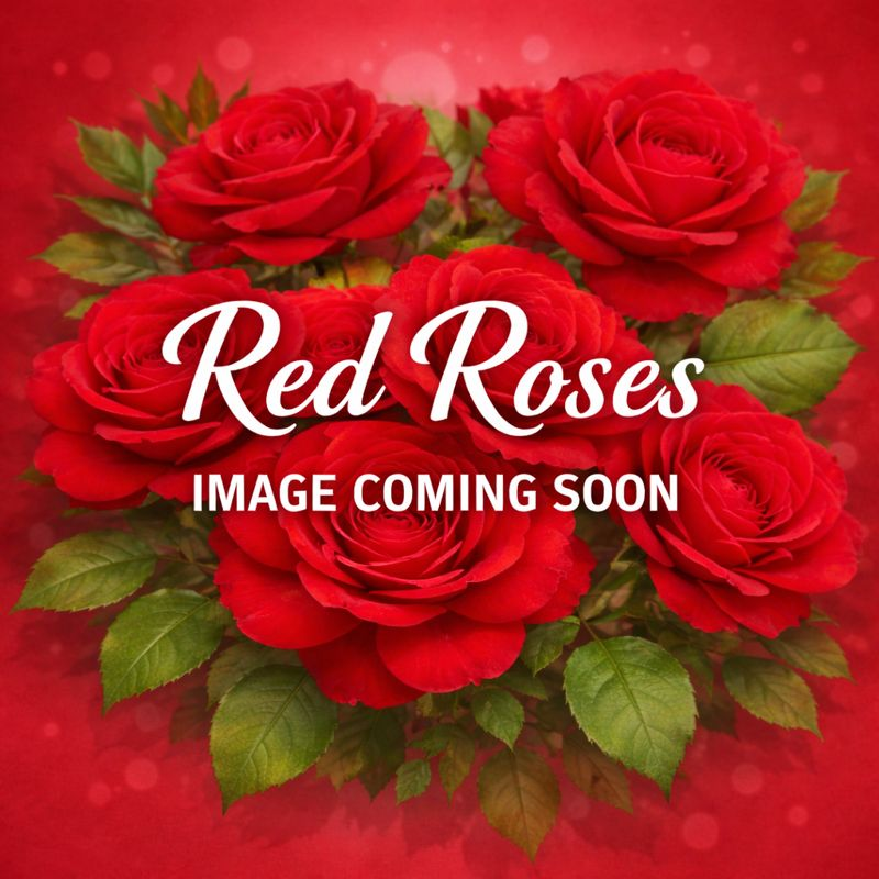 Dark Night Rose BUd