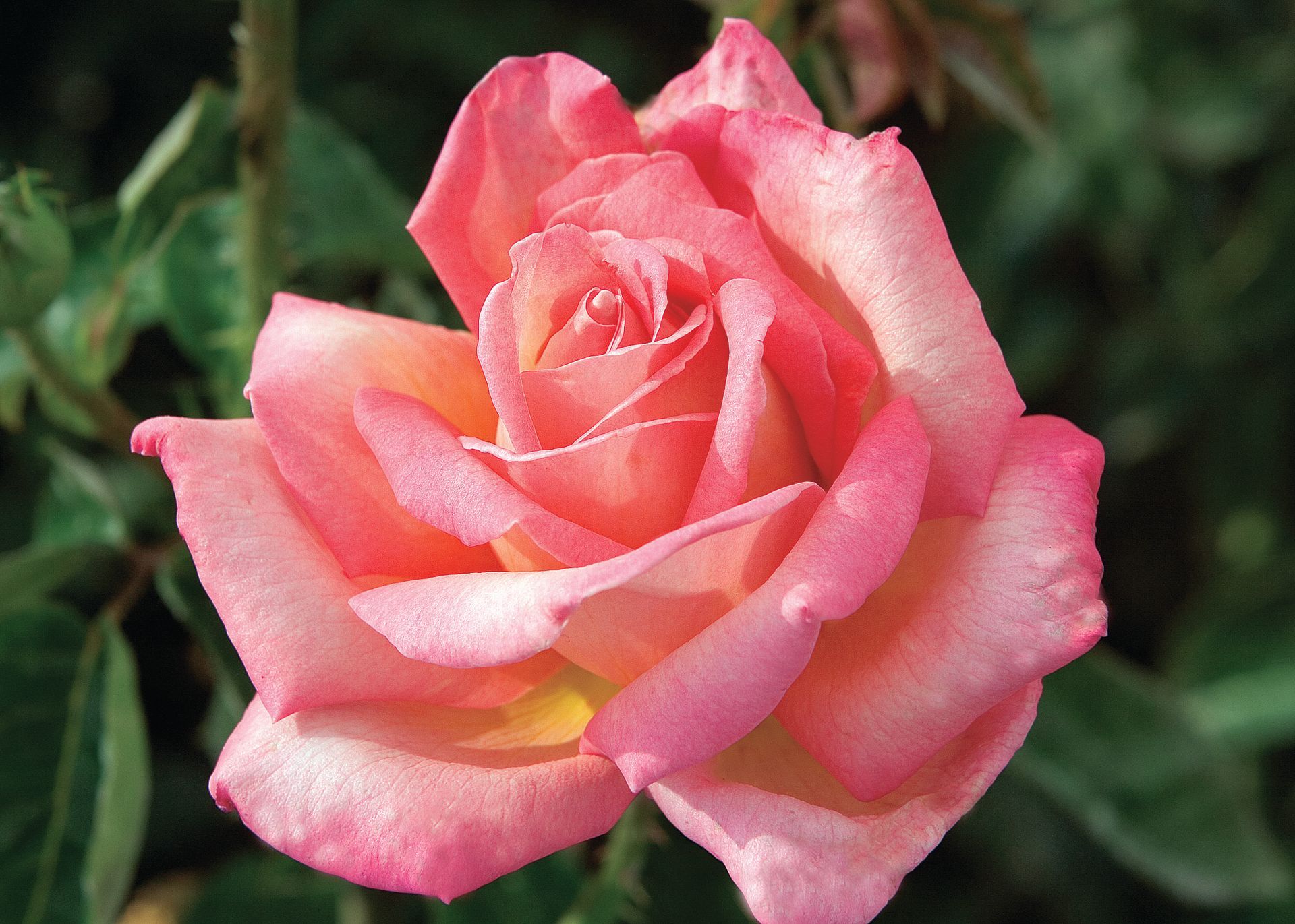 Chicago Peace Rose Bloom
