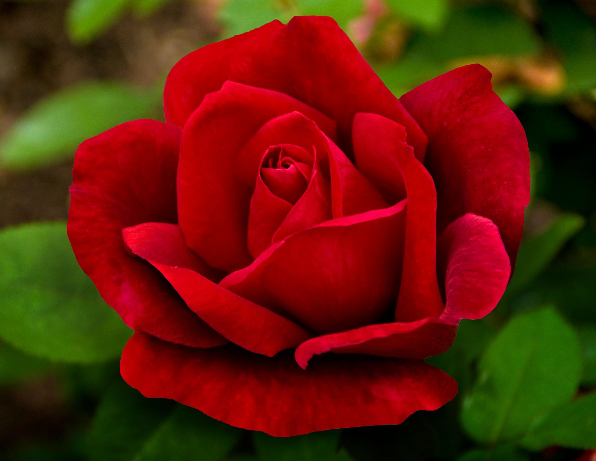 Links to a page with more information on the crysler Imperial rose