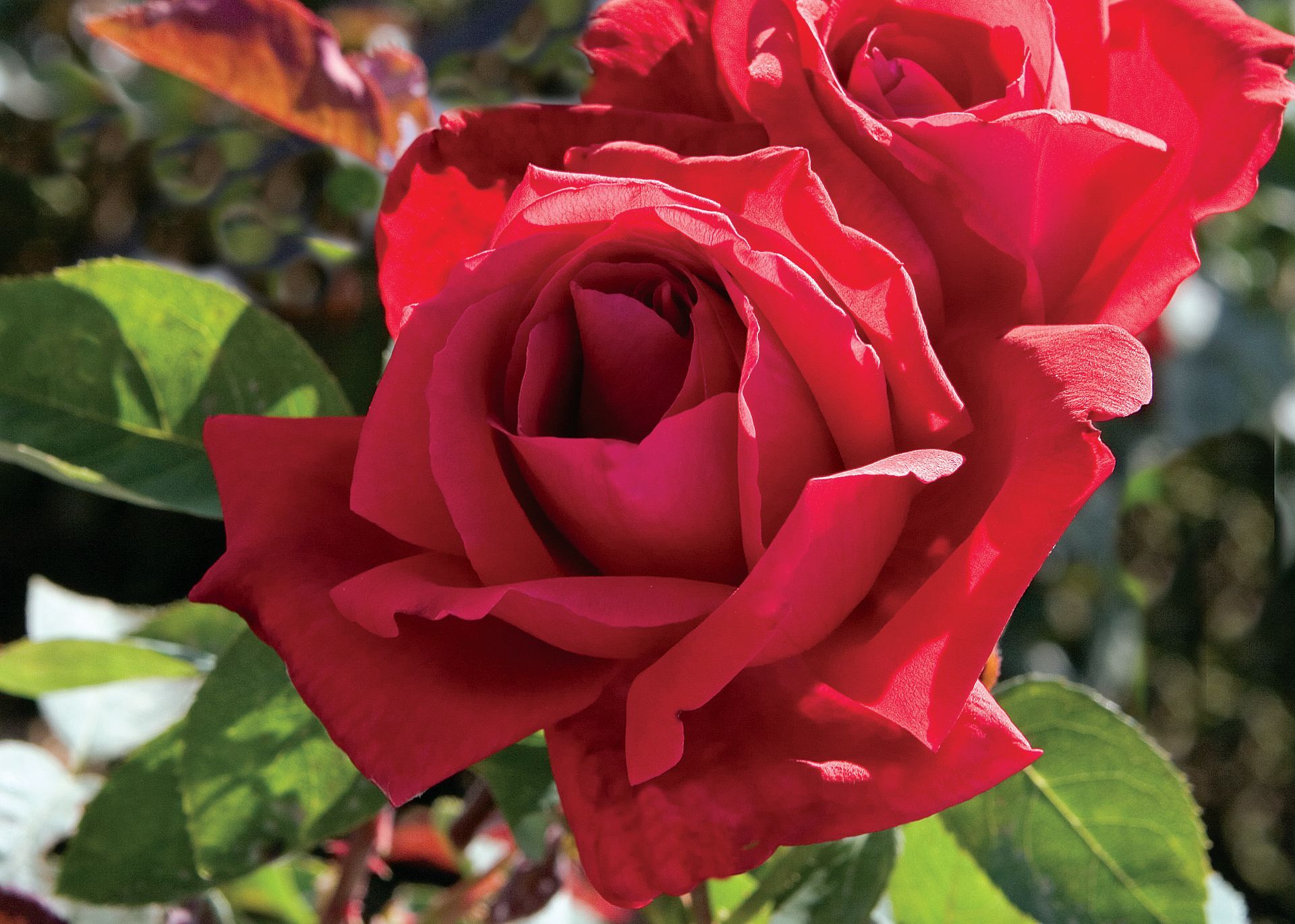 Chrysler Imperial Rose Bloom