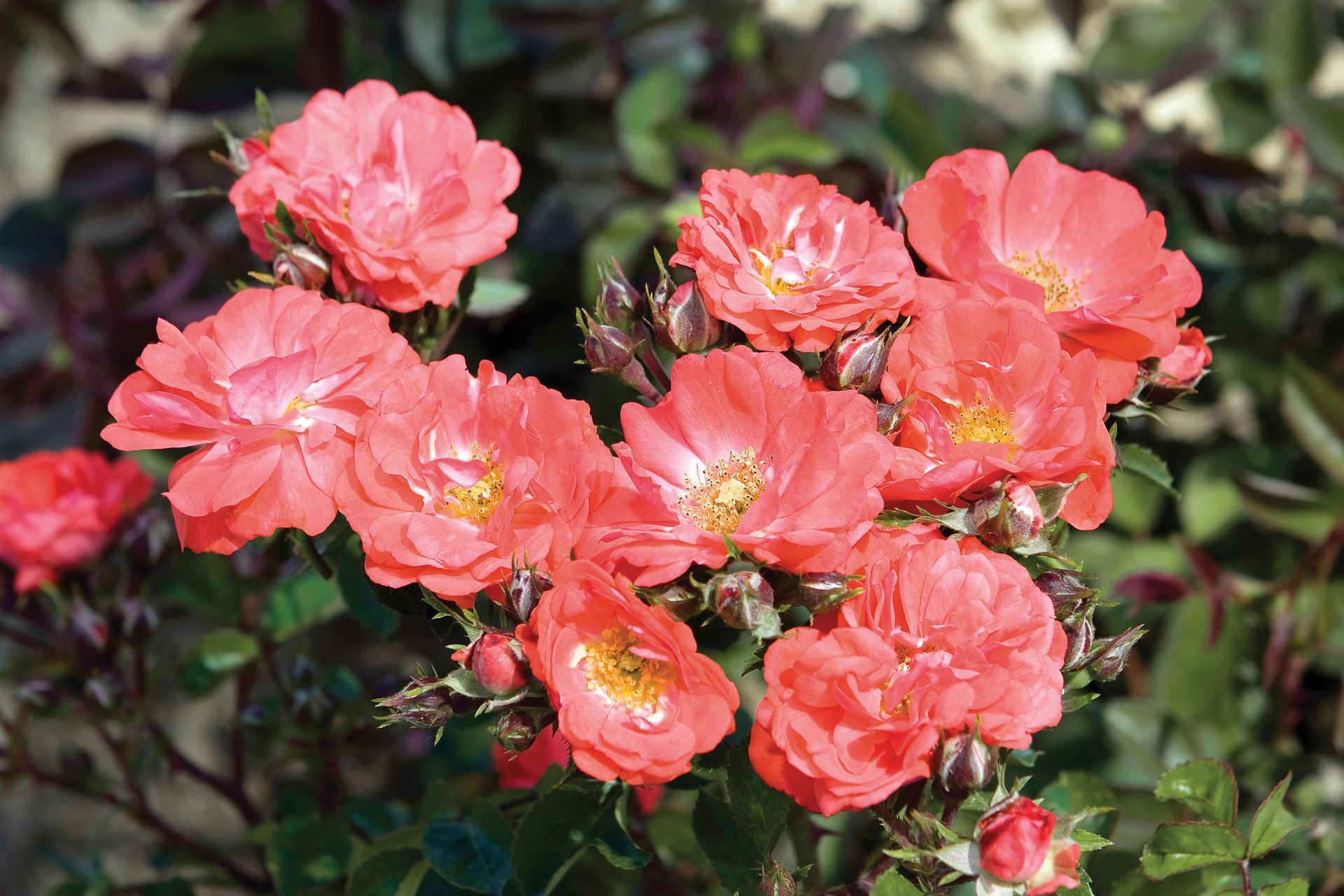 cluster of roses