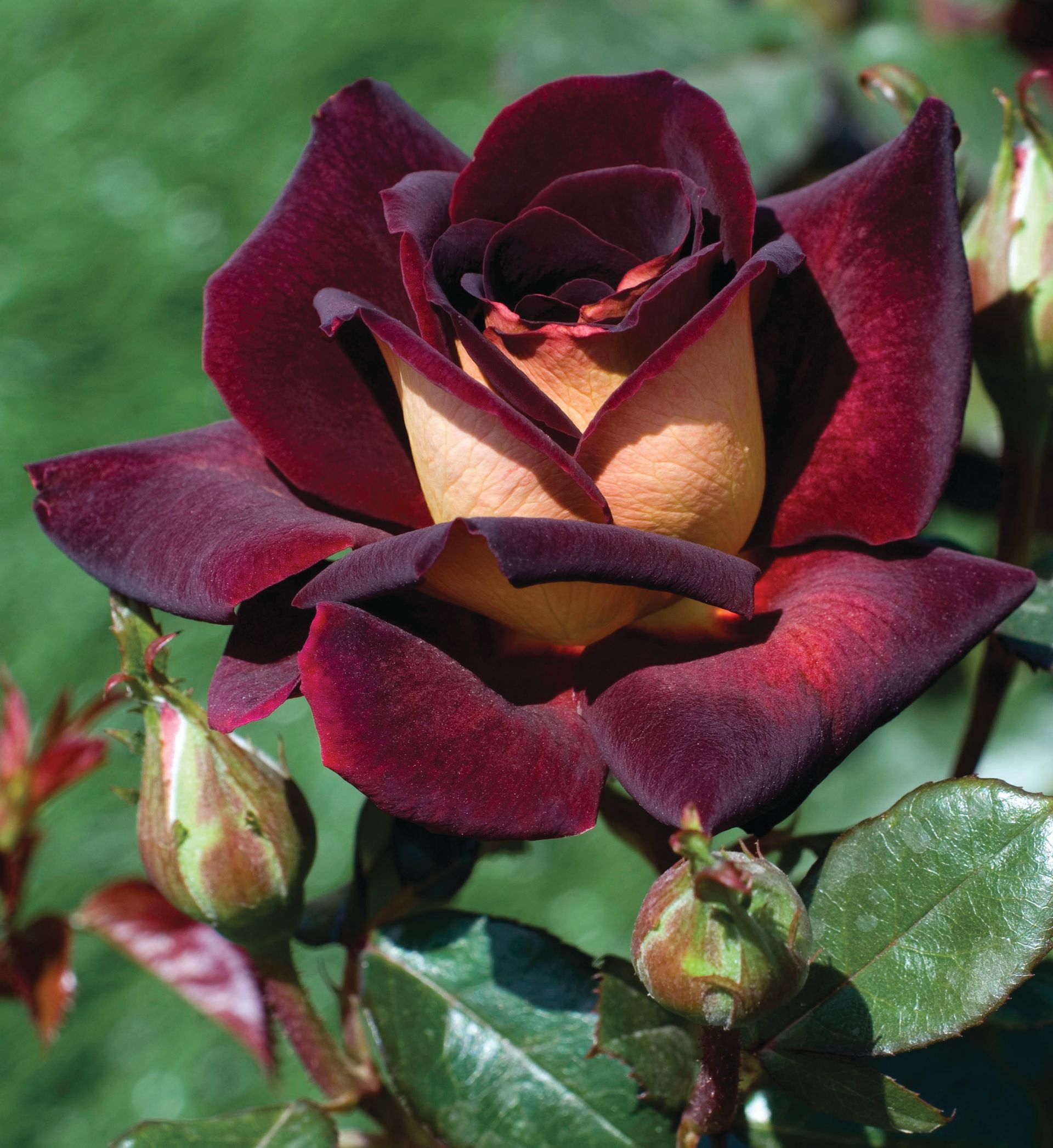 Dark Knight rose