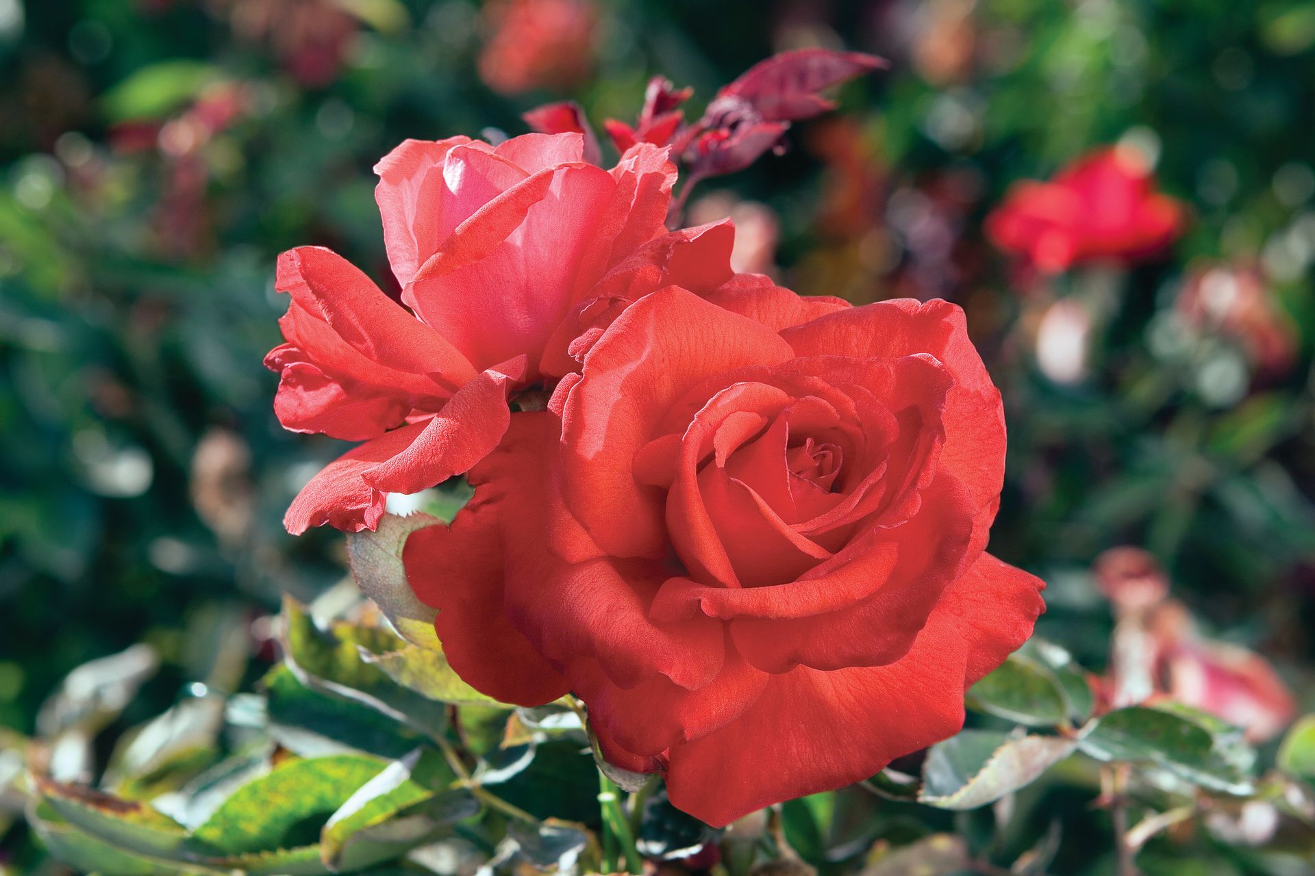 two orange roses