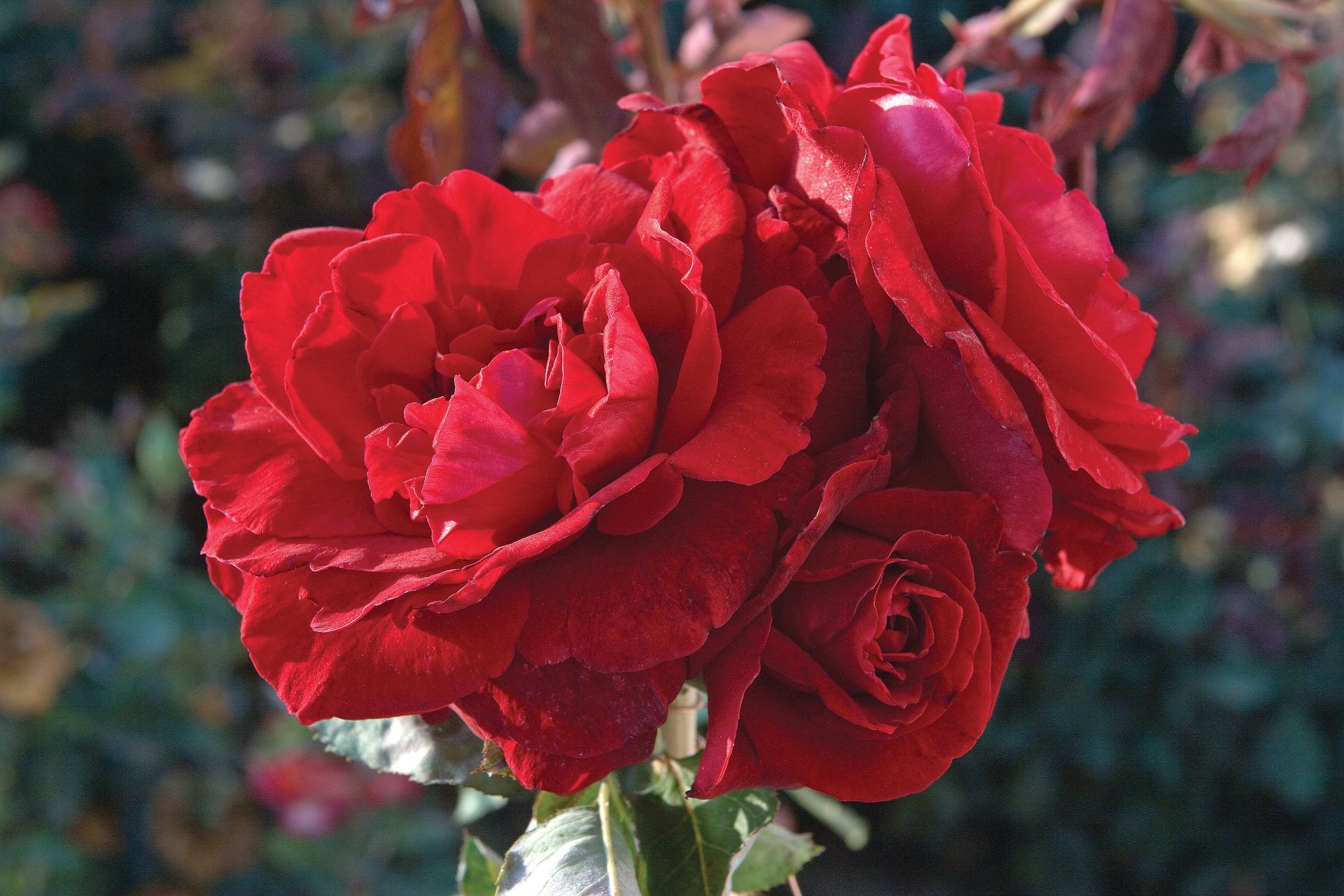 Links to a page with more information on the Don Juan rose