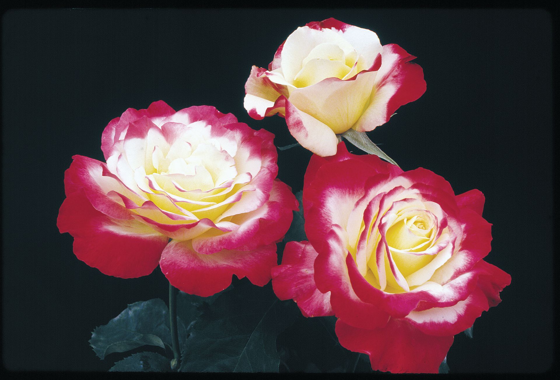 Double Delight rose