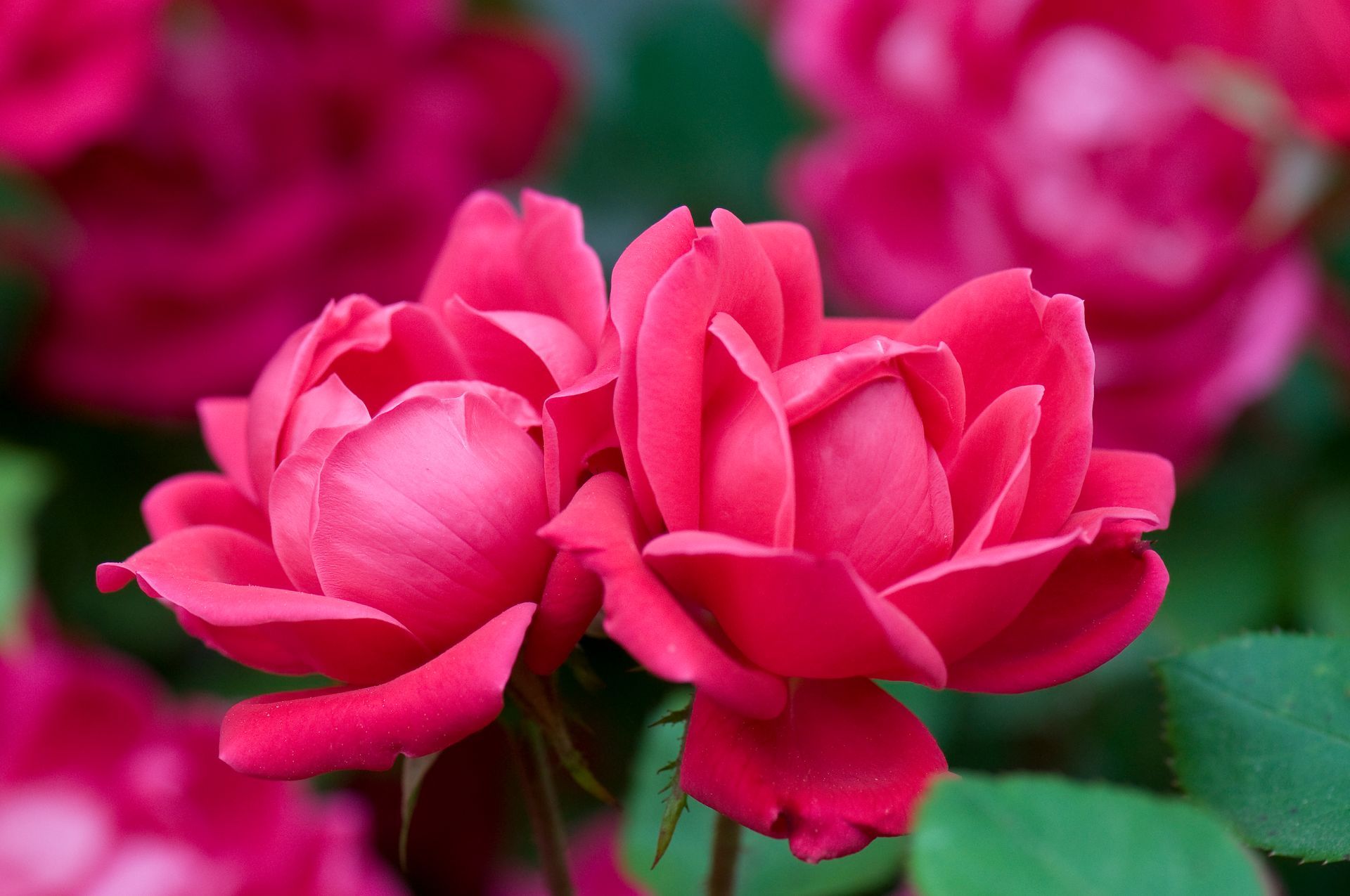 Double KnockOut Rose
