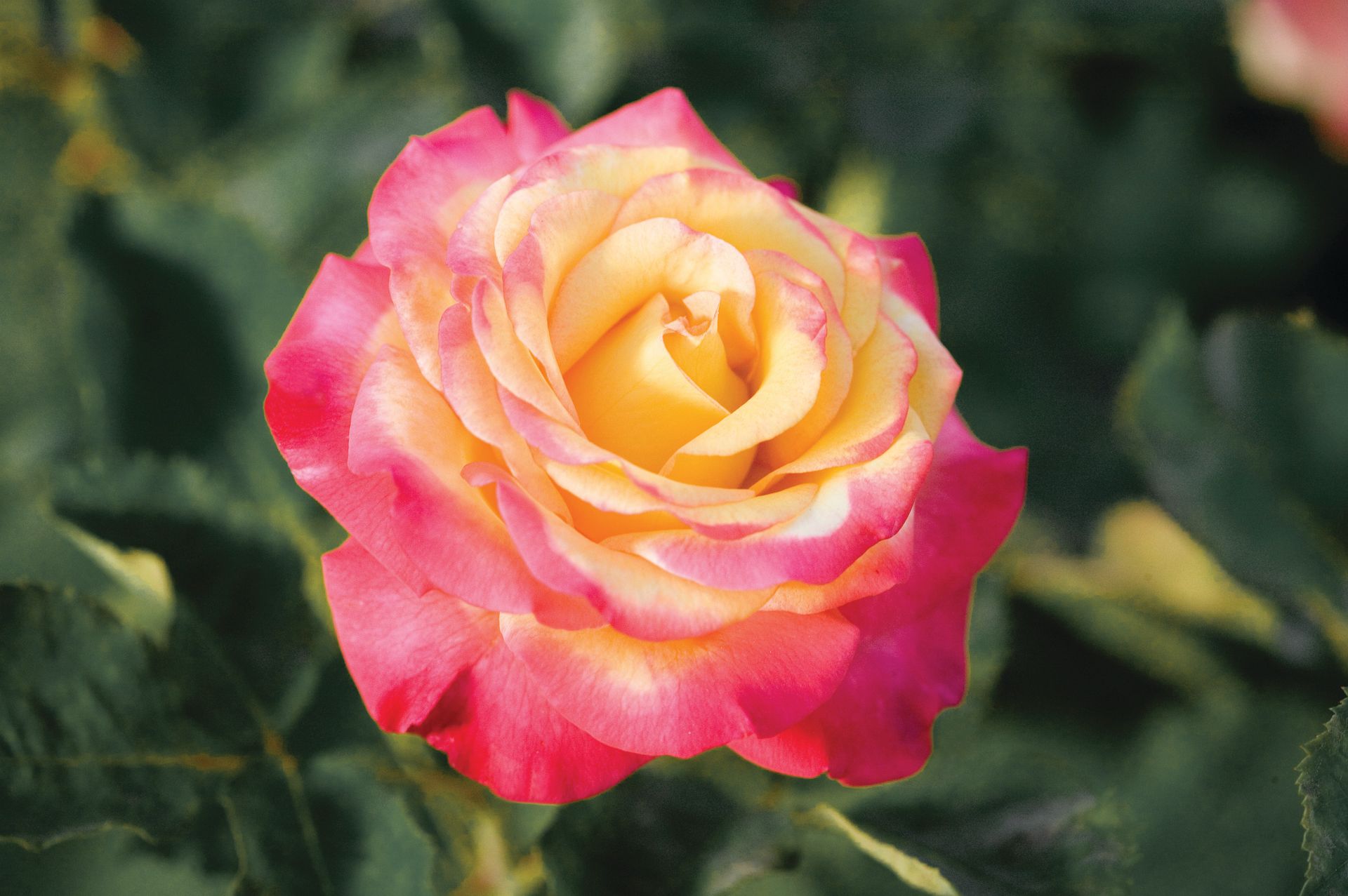 sungle bicolor rose