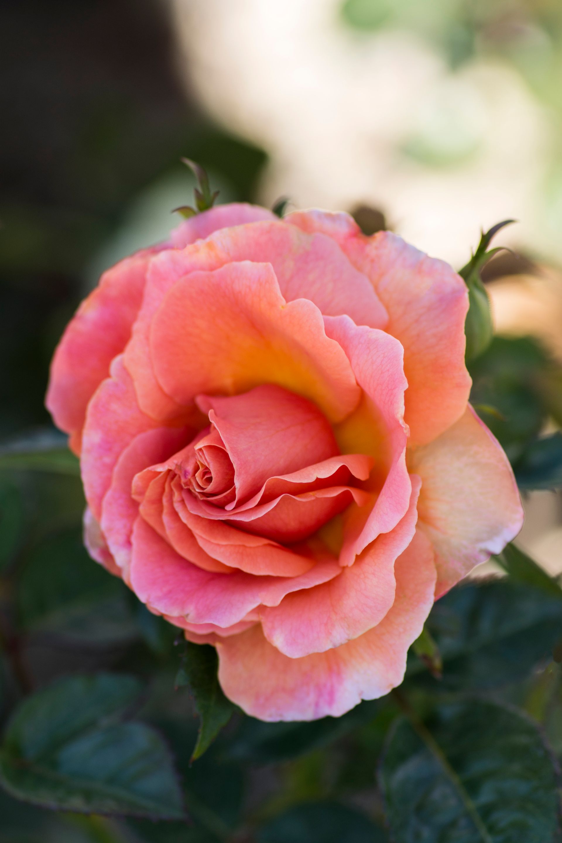 rose