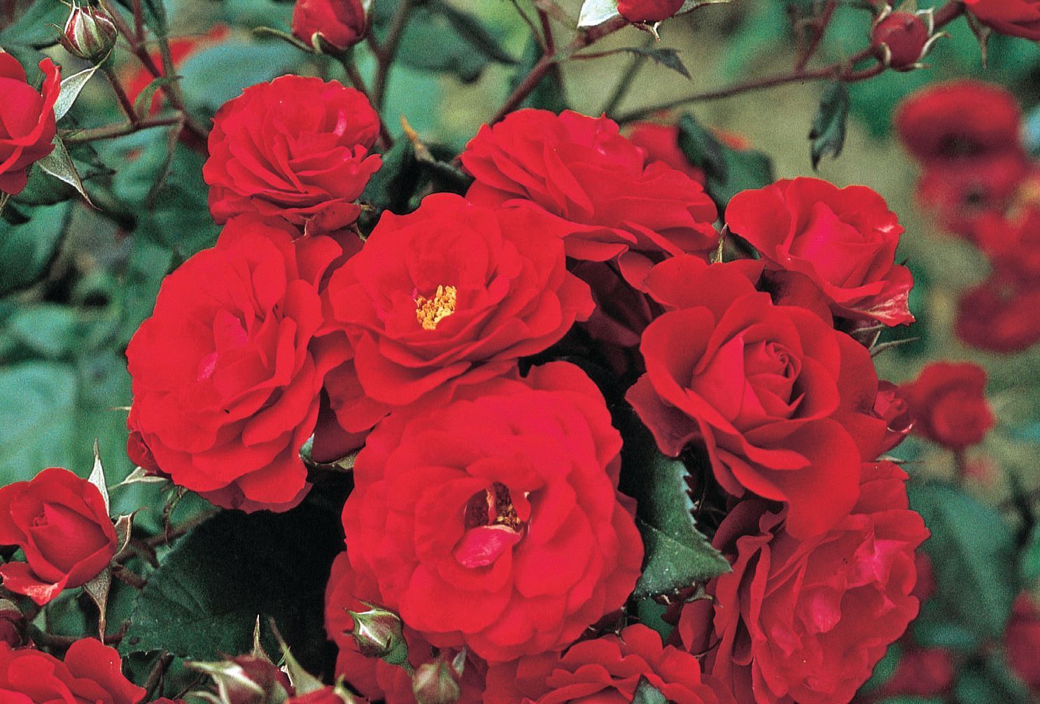 Links to a page with more information about the Europeana Rose