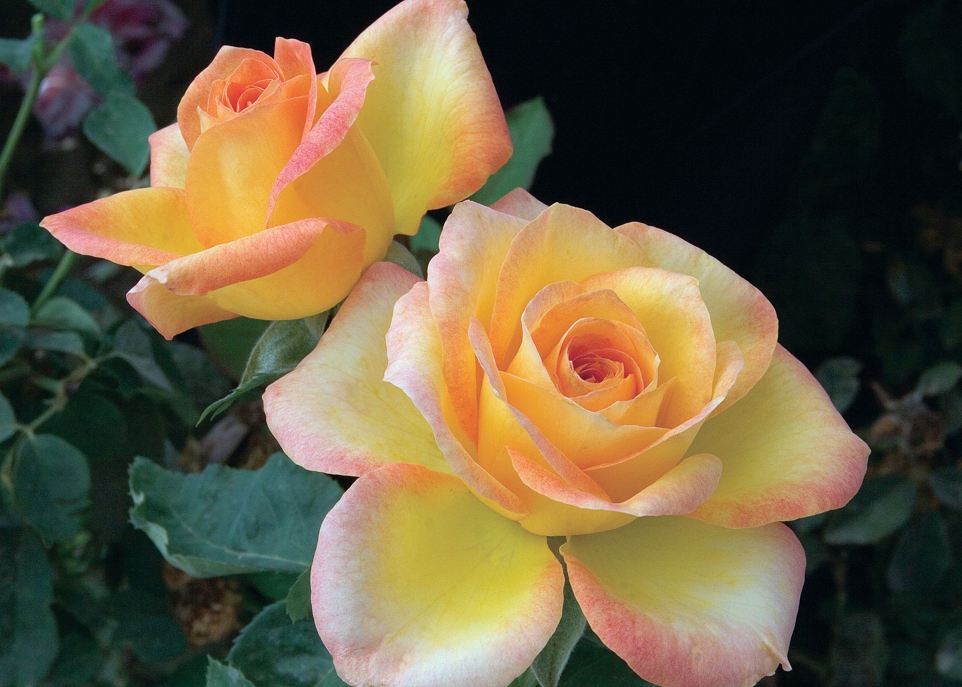 two yellow rose tinged with pink