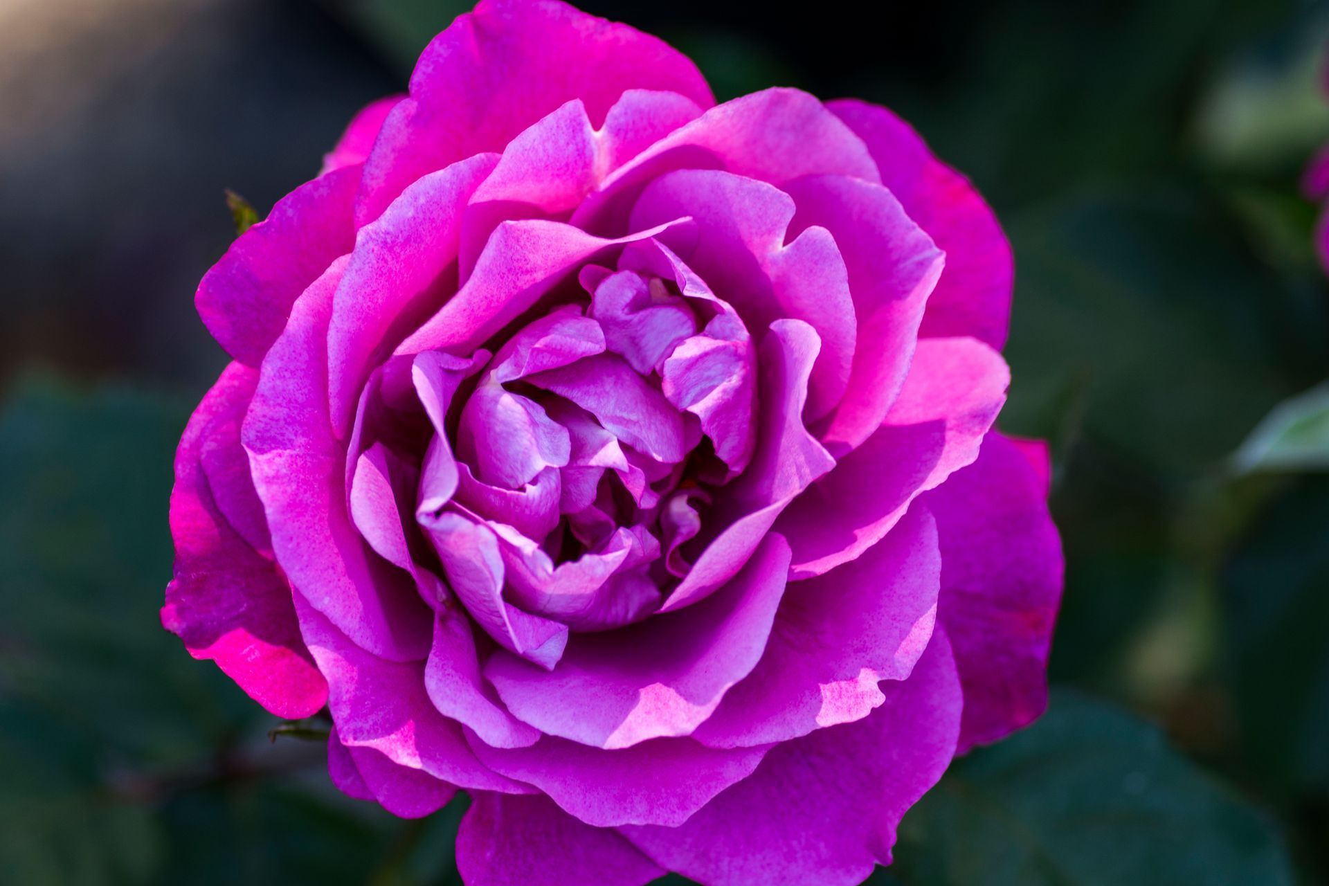 Heirloom rose