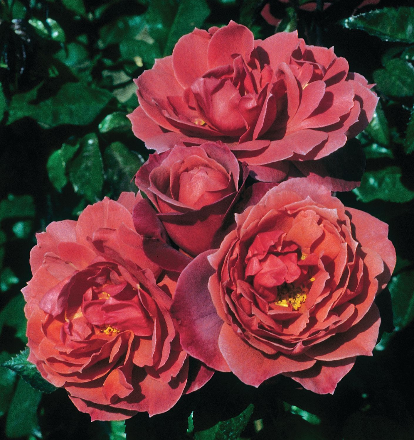 hot cocoa rose