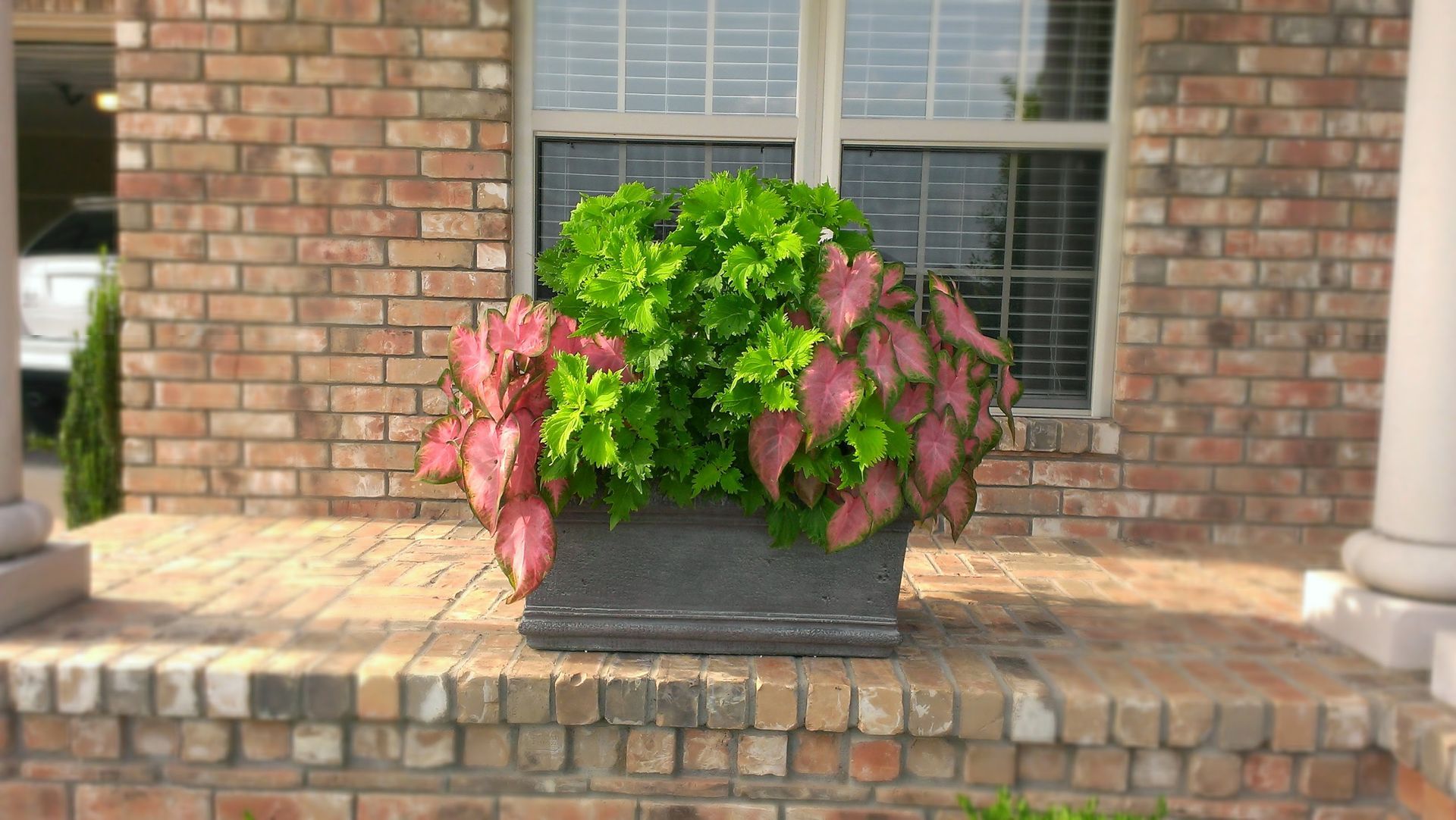 Planter box on a brick porch with lush, green and pink foliage, in front of a window and brick building.