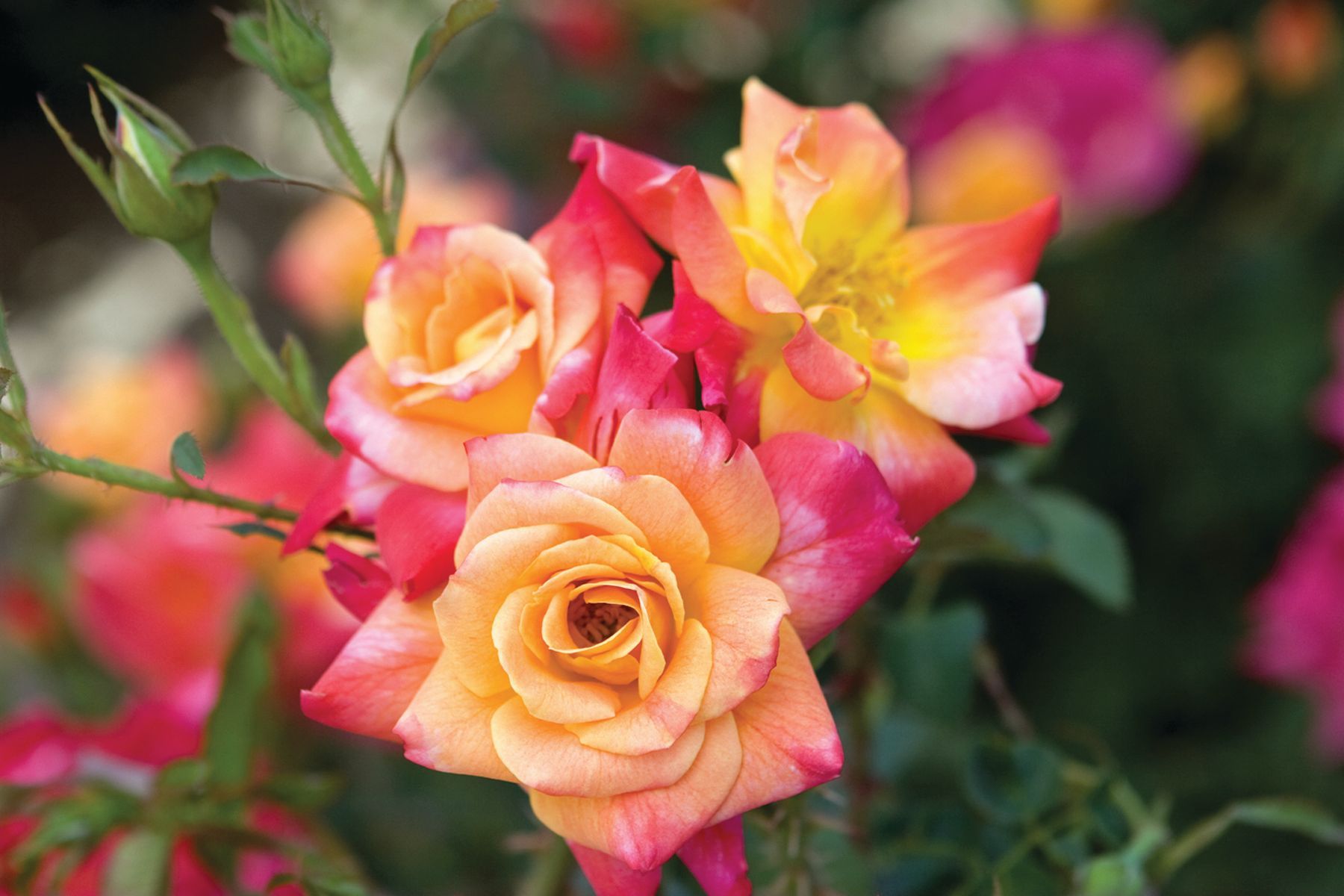 joseph's coat rose