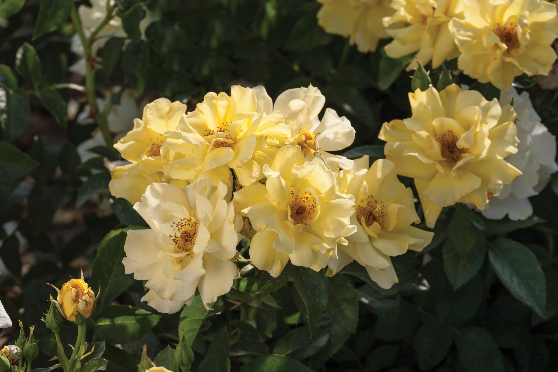 cluster of yellow roses