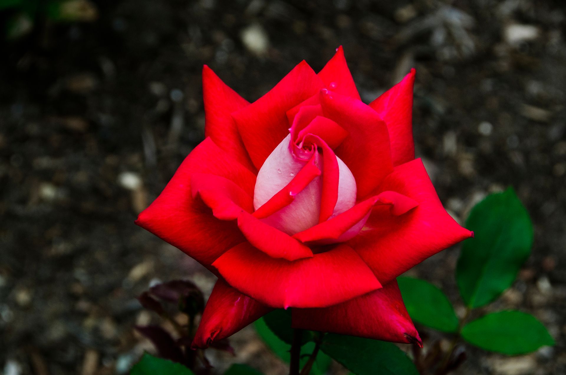 Links to a page with more information on the Love rose