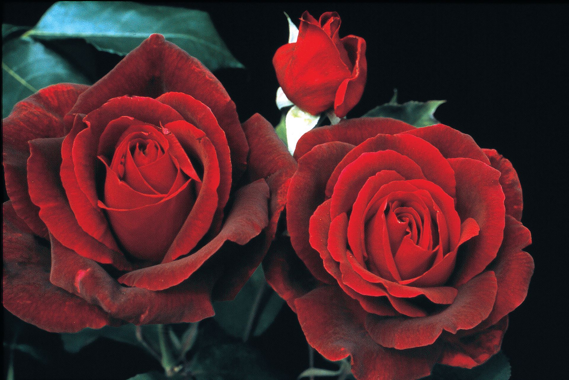 Links to a page with more information on Mr Lincoln rose