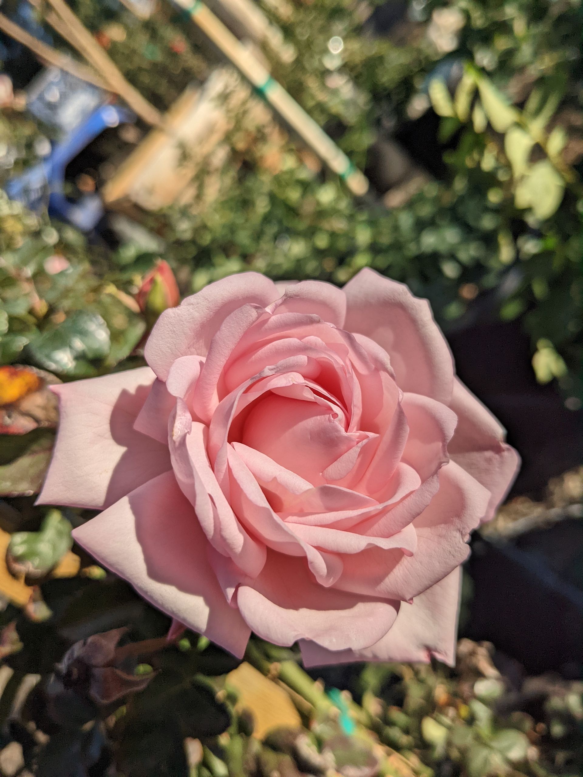 new Dawn rose