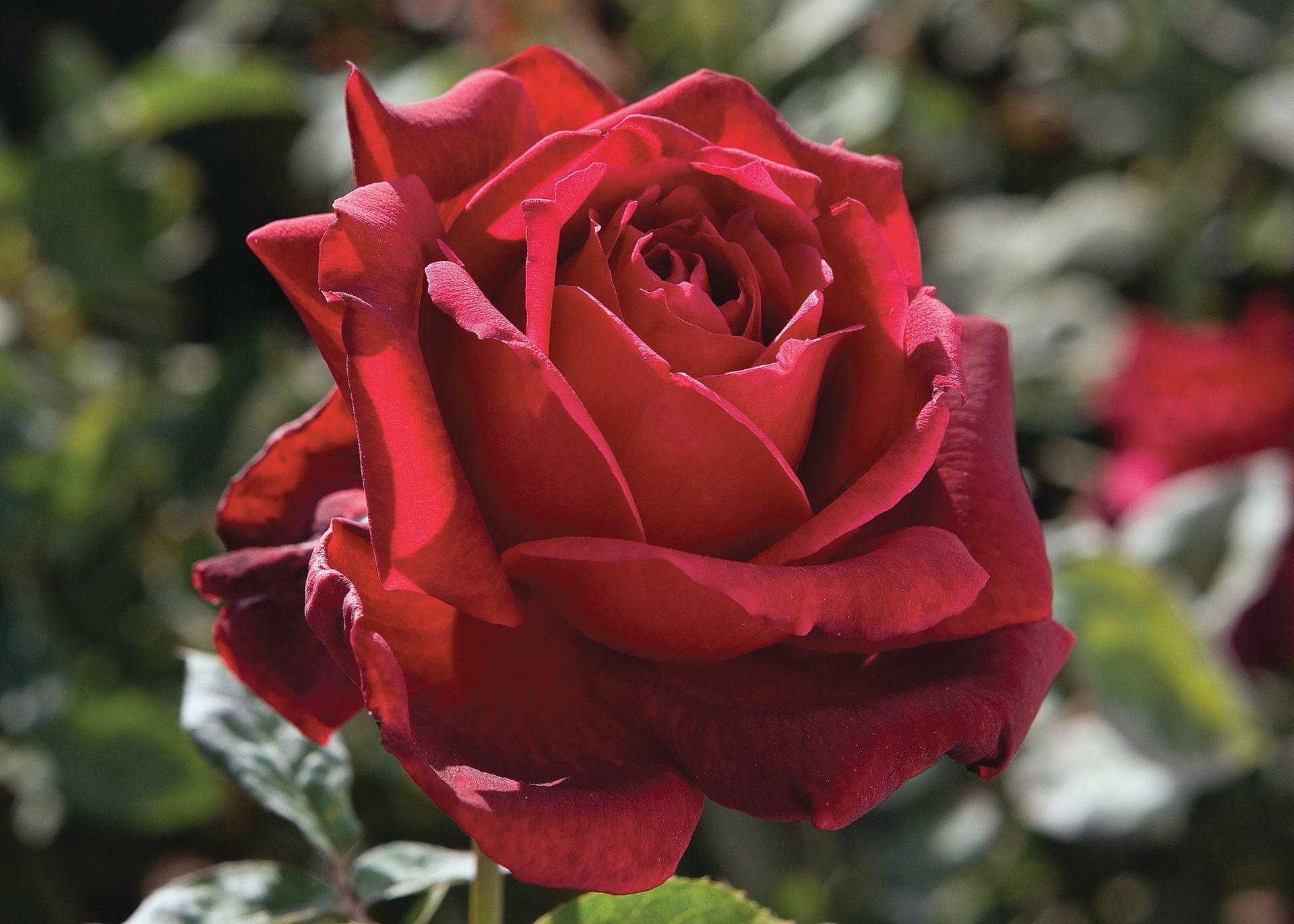 Links to a page with more information about Oklahoma rose