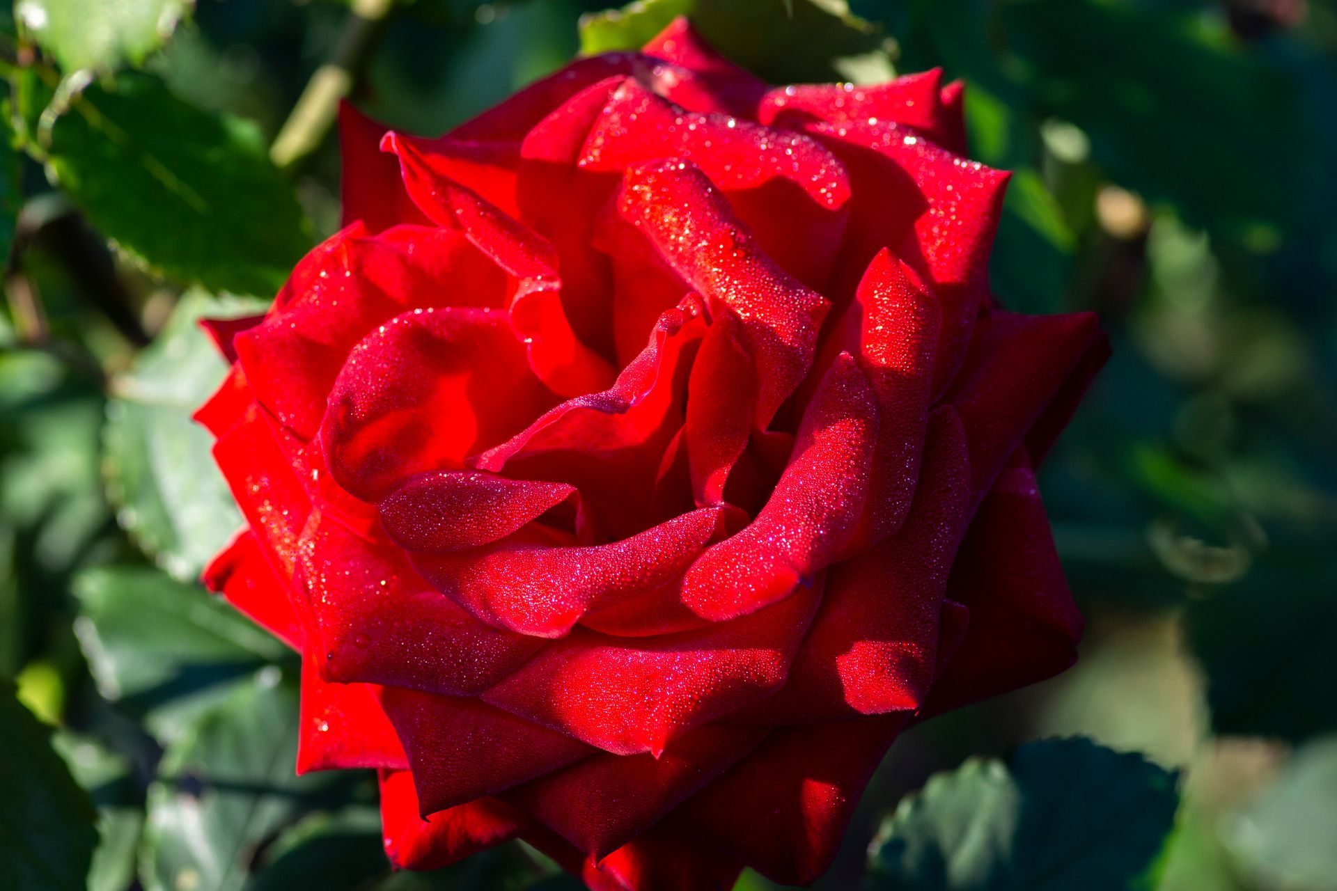Links to a page with information about Olympiad Rose