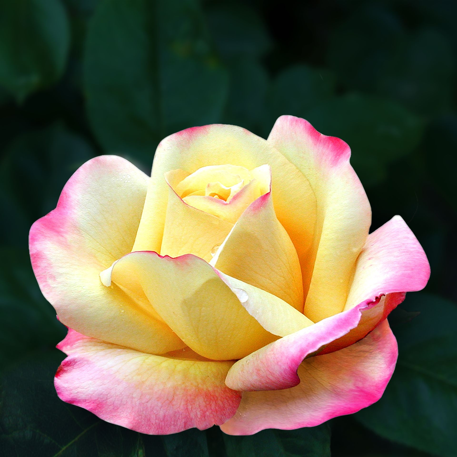 Peace rose
