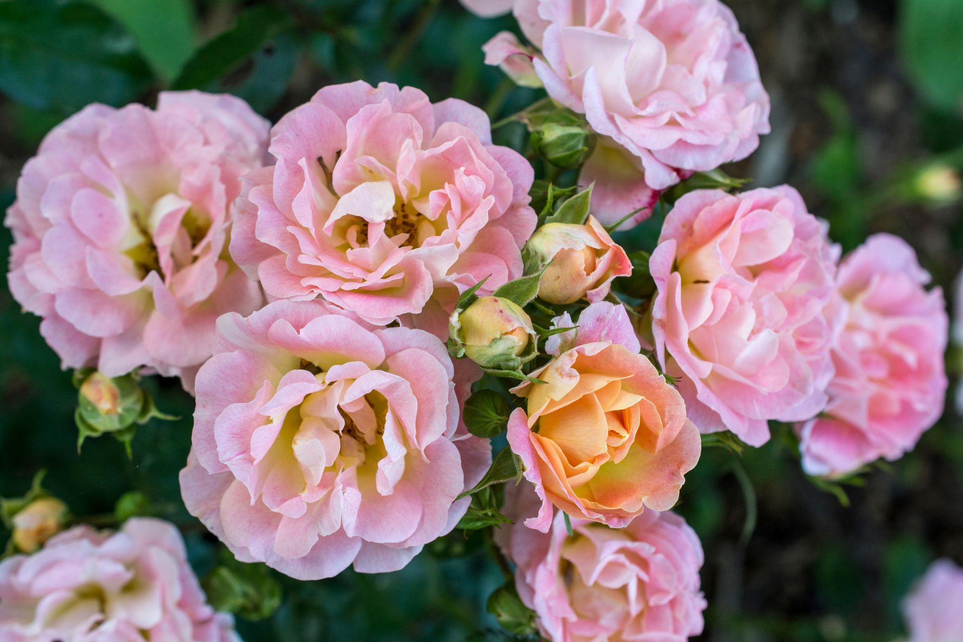 cluster of roses 