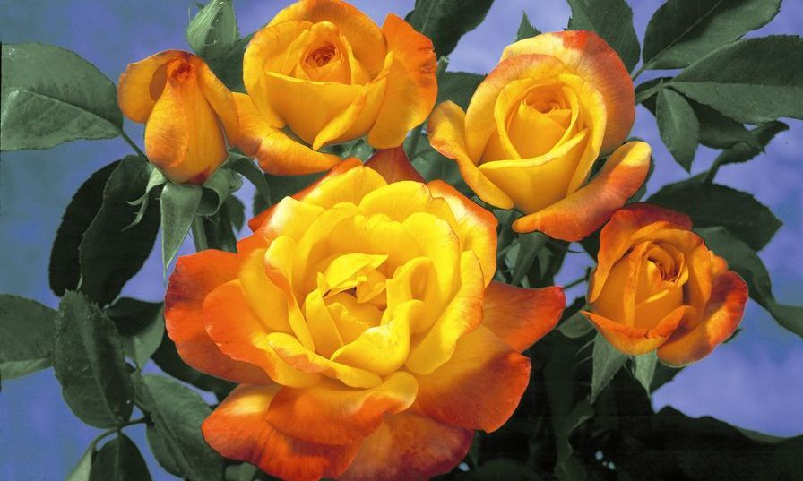 Rio samba rose